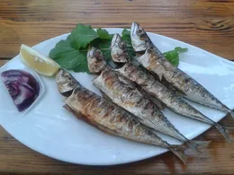 Porsiyon Uskumru
